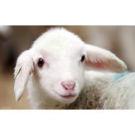 آگهی فروش گوسفند زنده کاملا بهداشتی