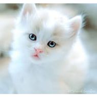 آگهی فروش گربه پرشین هیمالین چشم رنگی