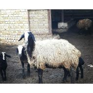 انواع نژاد گوسفند شال