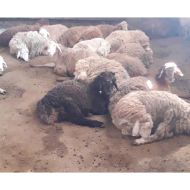 فروش گوسفند زنده تهرانپارس غربی