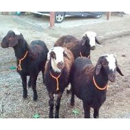 گوسفند زنده کاملا بهداشتی با ارسال باسکول دقیق