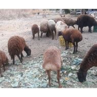 انواع نژاد گوسفند مغان