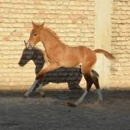کره اسب ترکمن