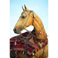اسب ترکمن اصیل