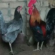 5 مرغ تخمگذار و خروس