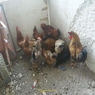 11 مرغ تخمگذار