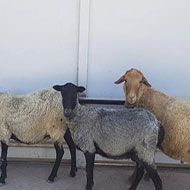 3 راس گوسفند رومانوف