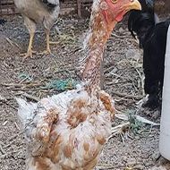 5 عدد مرغ تخمگذار نژاد لاری