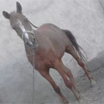 اسب حمدانی