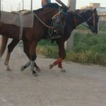اسب ترکمن خال