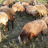 48 راس گوسفند