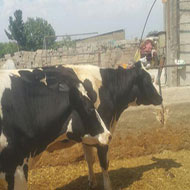 گاو شیری و گوساله