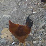 مرغ و خروس نژاد محلی