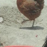 مرغ تخمگذار نژاد محلی