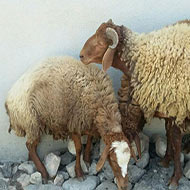 3 راس گوسفند ماده و نر