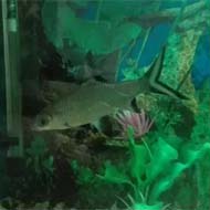 ماهی سیلور شارک