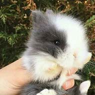 خرگوش لوپ هلندی