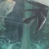 ماهی انجل و فایتر
