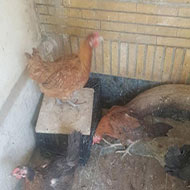 مرغ تخمگذار نژاد محلی
