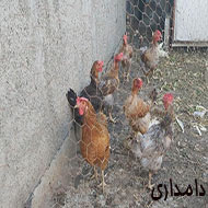 مرغ تخمگذار محلی