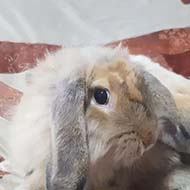 خرگوش لوپ