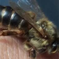 ملکه زنبور عسل نژاد کارنیا