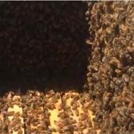 زنبور عسل دو رگ کارنیکا