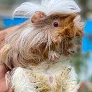 خوکچه هندی مو بلند