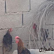 نیمچه مرغ عربی