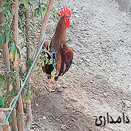 مرغ و خروس نژاد عربی