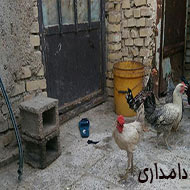 مرغ و خروس نژاد عربی و گلین