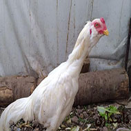 مرغ خروس نژاد لاری