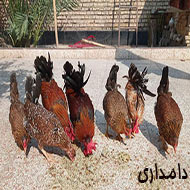مرغ و خروس عربی