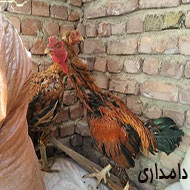مرغ و خروس نژاد لاری افغان