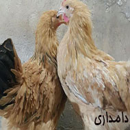 نیمچه مرغ و خروس برهما