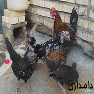 مرغ و خروس عربی