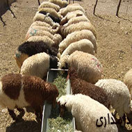 35 راس گوسفند نر و ماده