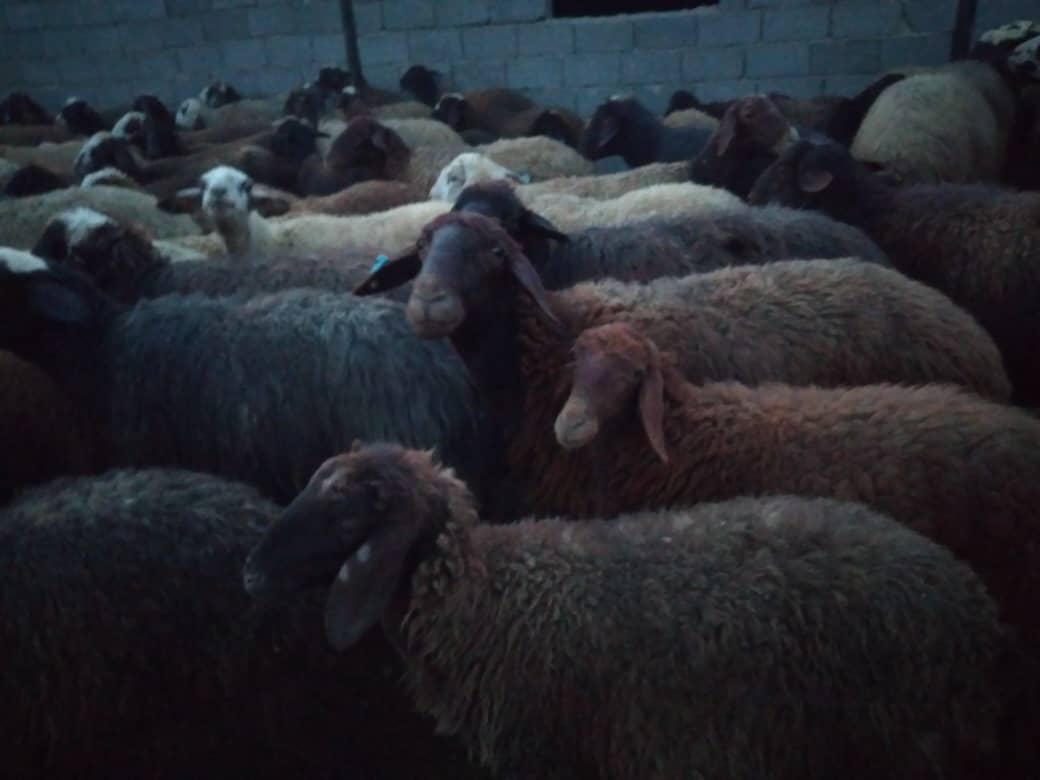 فروش ۴۰۰ راس گوسفند مهربان