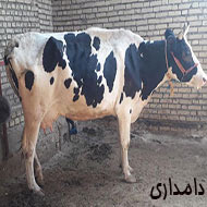 یک گاو با گوساله سمینتال