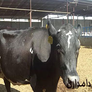 گاو شیری و گوساله نر و ماده
