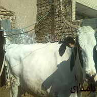 گاو شیری و گوساله