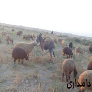 گله گوسفند عربی