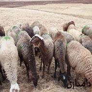گوسفند آبستن و داشتی نژاد افشاری و مهربان