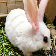 خرگوش سفید مینیاتوری