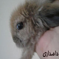 بچه خرگوش دو ماهه لوپی