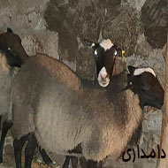گوسفند اصل رومانف