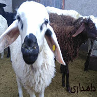 گوسفند دوقلوزا نژاد شال و افشار