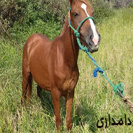 اسب کرند نژاد کرد