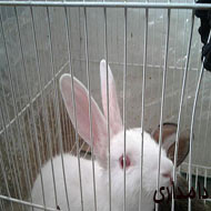 خرگوش زیبا و اهلی