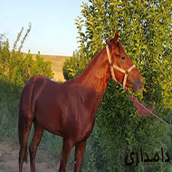 اسب نریان نژاد ترکمن